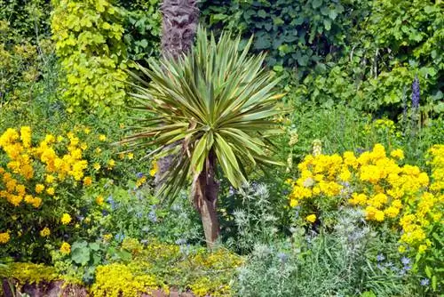 Yuccapalmen in de tuin: winterharde soorten en verzorgingstips