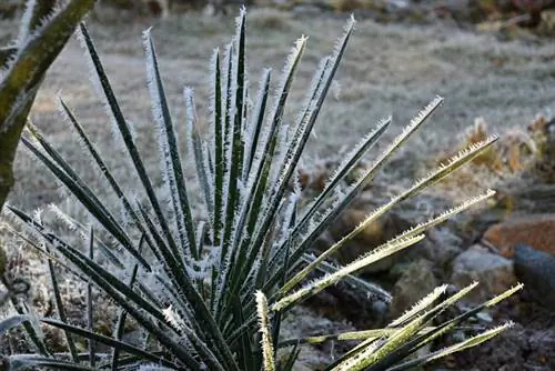 Givre de lys de palmier