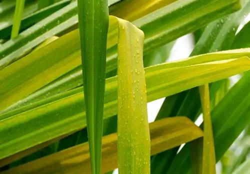 Il giglio di palma muore