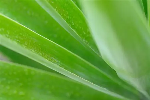 Yucca palm: The right watering for optimal growth