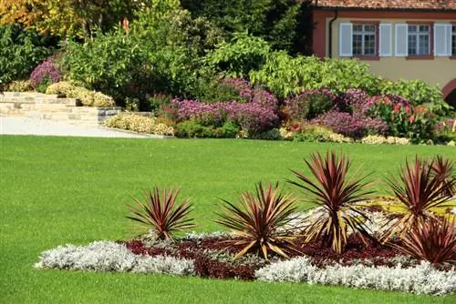 Plantar lirios de palma en el jardín.