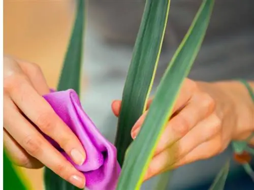 Ravageurs du palmier yucca : comment se débarrasser des poux et des acariens