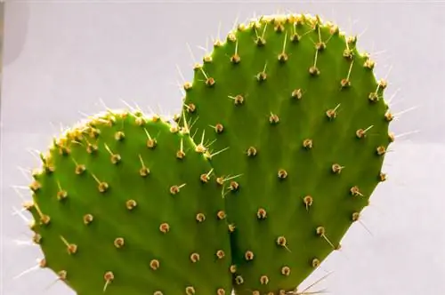 Cactus de noguera: consells per a una cura òptima i l'elecció de la ubicació