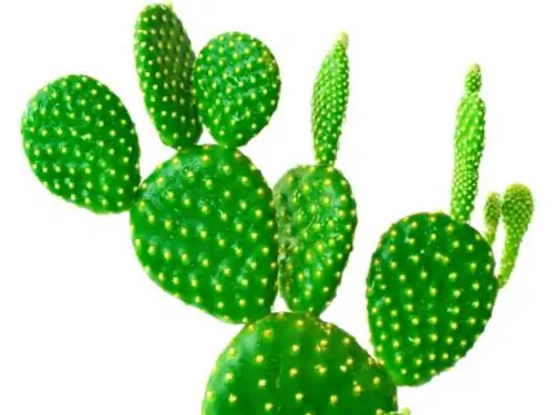 Esquejes de Opuntia