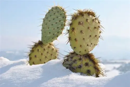 Hardy Opuntias: Dicas para a estação fria