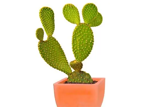 Opuntia ng tubig