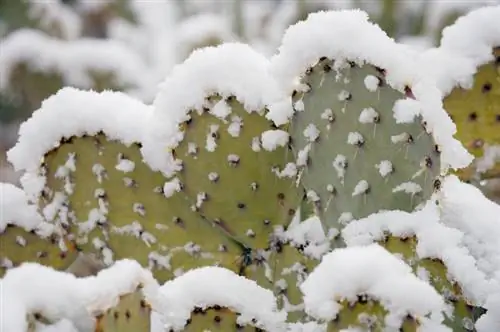 Prickly pear härdig