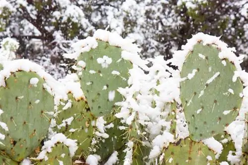 Ցրտադիմացկուն Opuntia engelmannii. Ահա թե ինչպես է այն գոյատևում ձմռանը