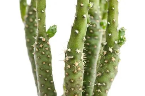 Hur man tar hand om Opuntia subulata - tips och tricks