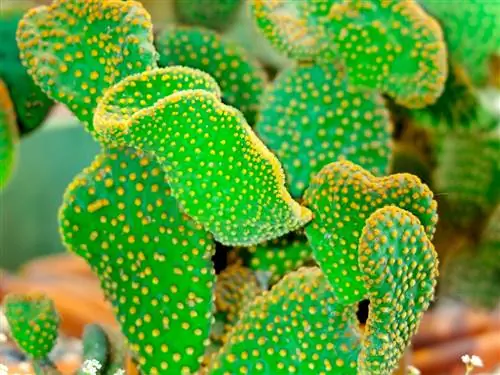 Planta d'interior Opuntia microdasys