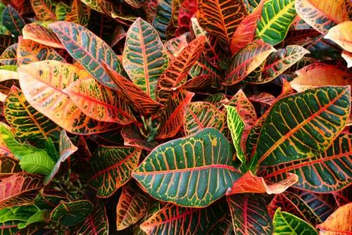 Croton: ¿Qué tan venenosa es realmente esta planta de interior?