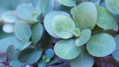 Kalanchoe ingen blomst