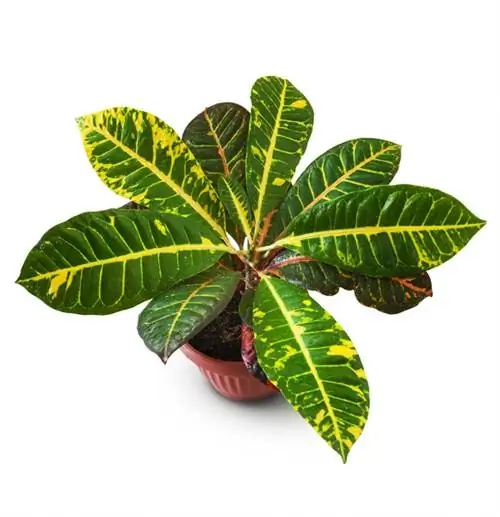 Croton Care: consells per a fulles saludables i acolorides