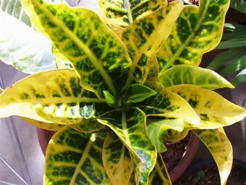 Planta d'interior de Croton: consells per a la cura de l'arbust miracle