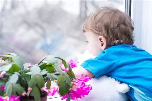 Is the Christmas cactus poisonous? What you should pay attention to