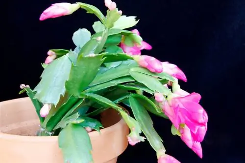 Repot Schlumbergera