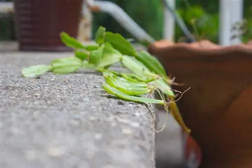 Cut Schlumbergera