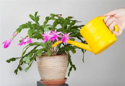 Γονιμοποιήστε τη Schlumbergera