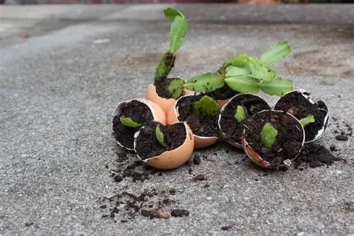 Propaga el cactus de Nadal: mètodes i consells exitosos