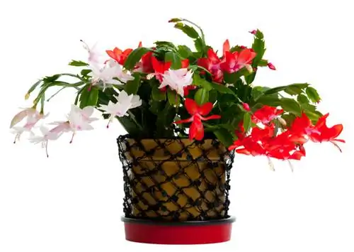 Schlumbergera színek