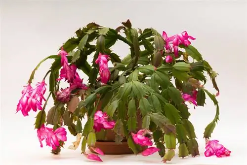 Christmas cactus care: Prevent droopy leaves