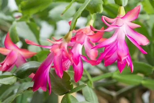 Schlumbergera የአበባ ጊዜ