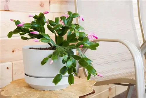 Schlumbergera топурагы