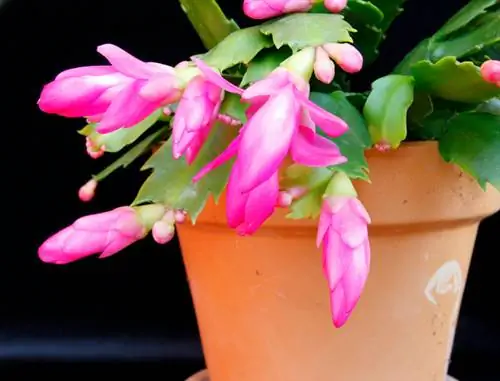 Schlumbergera otrovna za mačke