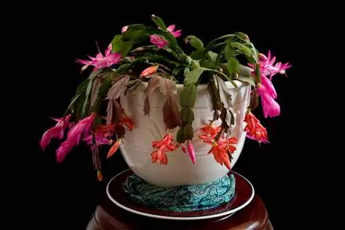 Common Christmas Cactus Diseases and What to Do