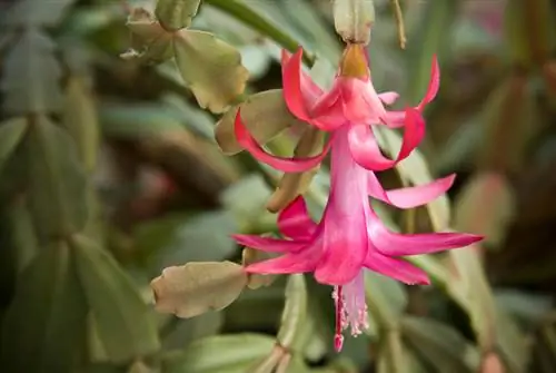 Schlumbergera päritolu