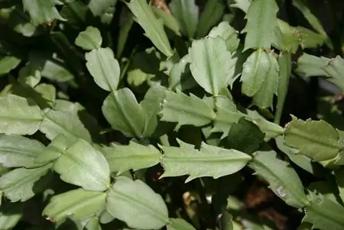 Christmas cactus hindi namumulaklak? Mga sanhi at mga tip sa solusyon