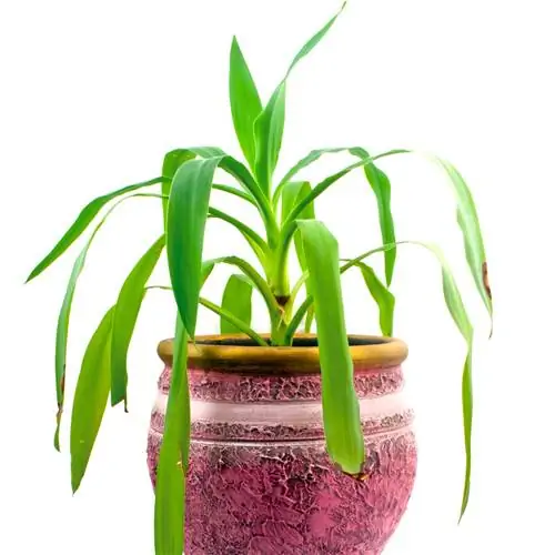 Palm lily leaves drooping leaves Palm lily leaves drooping leaves
