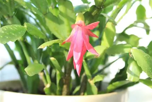 Schlumbergera ligging