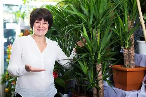 Yucca palma: cijena i kvaliteta objašnjeni u kontekstu