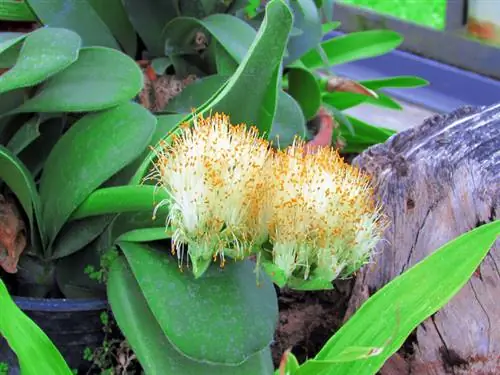 Elephant ear houseplant