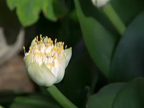 Elephant ear houseplant