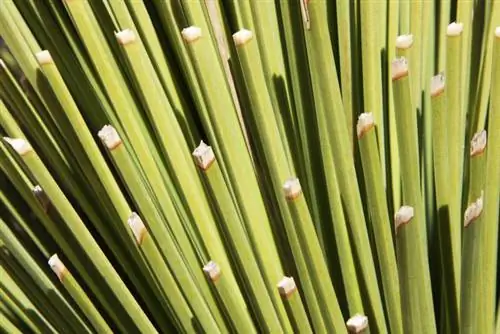 Yucca Palm: Μαύρες συμβουλές – Αιτίες και λύσεις