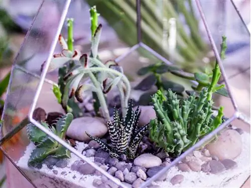 Cactus versus Agave