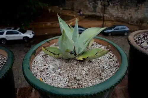 Agave: Shmangni sëmundjet, dëmtuesit dhe gabimet e kujdesit