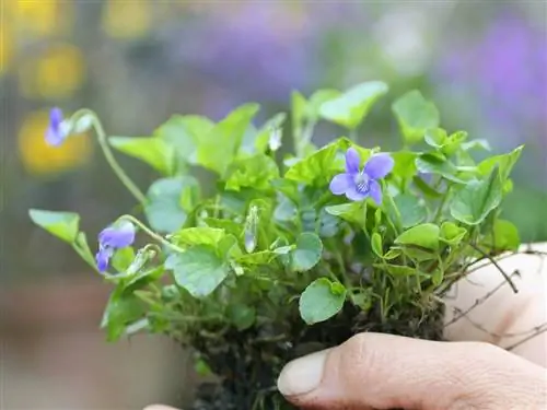 Fragrant violets in the garden