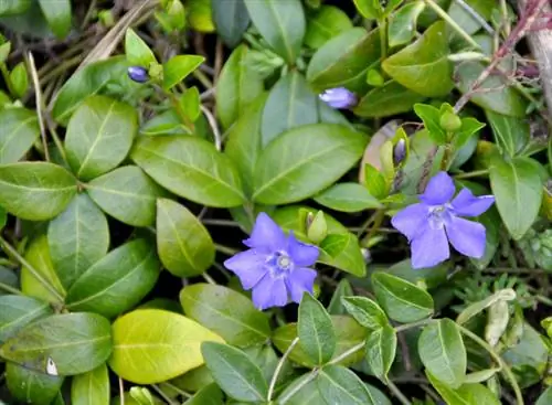 Periwinkle orezivanje