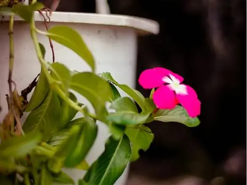 Vinca minor balcony