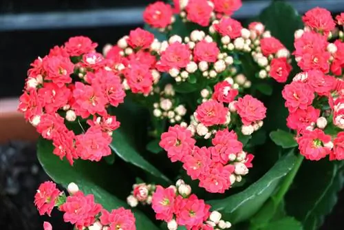 Kalanchoe-blomtyd: Wanneer blom die Flaming Käthchen?