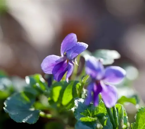 Profil de violette parfumée