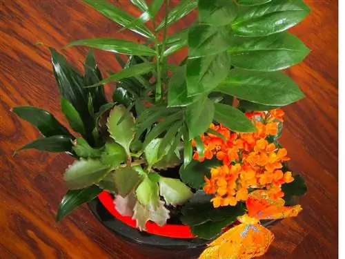 Kalanchoe & Bonsai: Prikladna kombinacija?