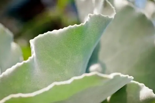 Propagar Kalanchoe Beharensis