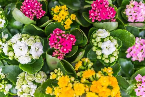 Bloeiende Kalanchoe Calandiva: versorgingswenke vir beginners