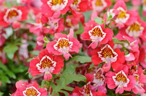 Schizanthus nuodingas