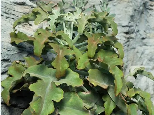 Kalanchoe beharensis เป็นอันตราย