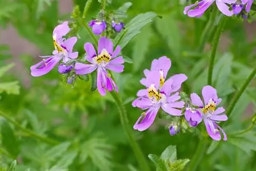 Les orchidées de ferme sont résistantes ? Tout sur leur tolérance au froid